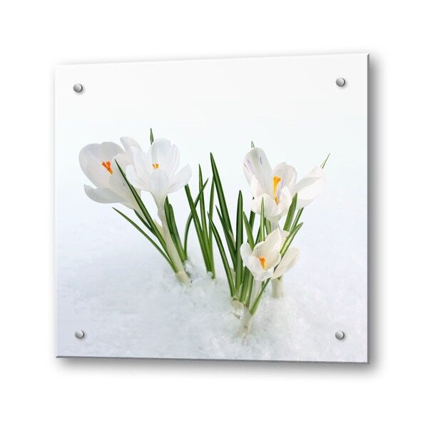 Кухонный экран из стекла Крокусы 600х600х4мм