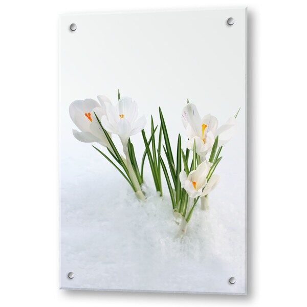 Кухонный экран из стекла Крокусы 600х900х4мм вертикальный